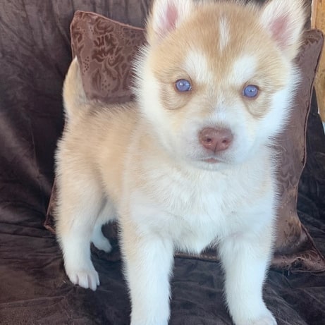 Loving Husky Puppy Seeking Forever Home, Purebred Siberian Husky Puppy for Sale, Cute Husky Puppy Ready to Meet You, Husky Puppy Breeder Near You, Champion Bloodline Husky Puppy Available, Husky Puppy Adoption Near Me