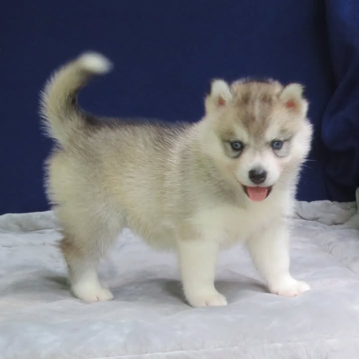 Loving Husky Puppy Seeking Forever Home, Purebred Siberian Husky Puppy for Sale, Cute Husky Puppy Ready to Meet You, Husky Puppy Breeder Near You, Champion Bloodline Husky Puppy Available, Husky Puppy Adoption Near Me