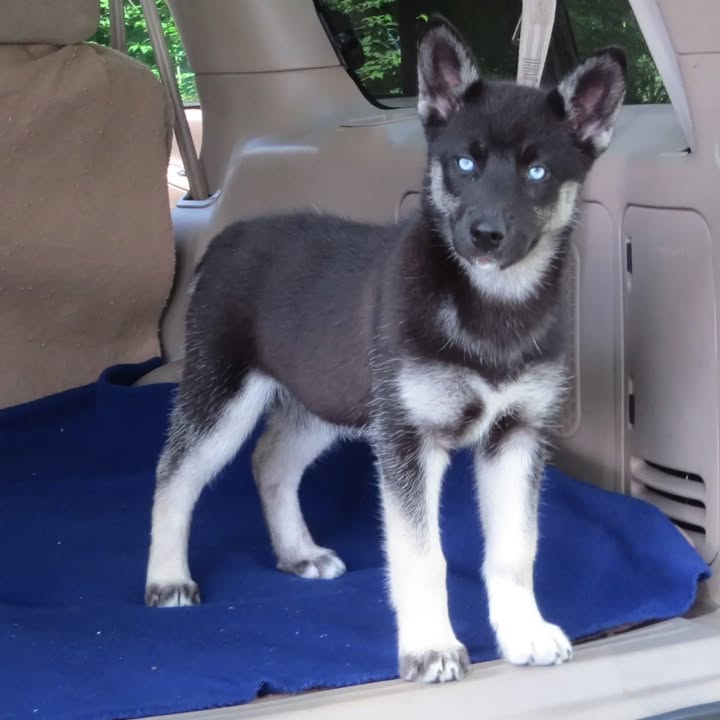 Husky Puppy, Husky Puppy for Adoption, Availabe puppy for adoption, Husky puppy heaven