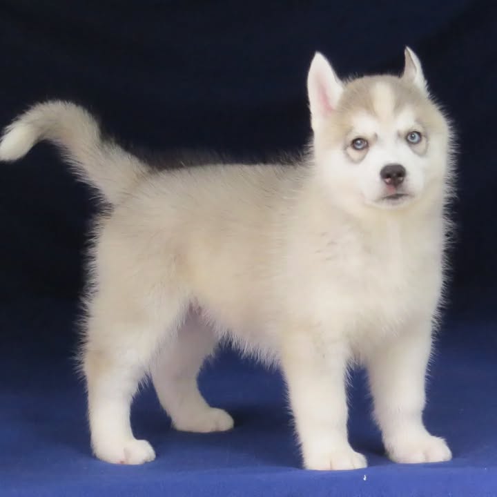 Healthy Husky Puppy Looking for a Home, Husky Puppies Ready for Adoption, Find Your Perfect Husky Puppy, Fluffy Husky Puppy Available Now