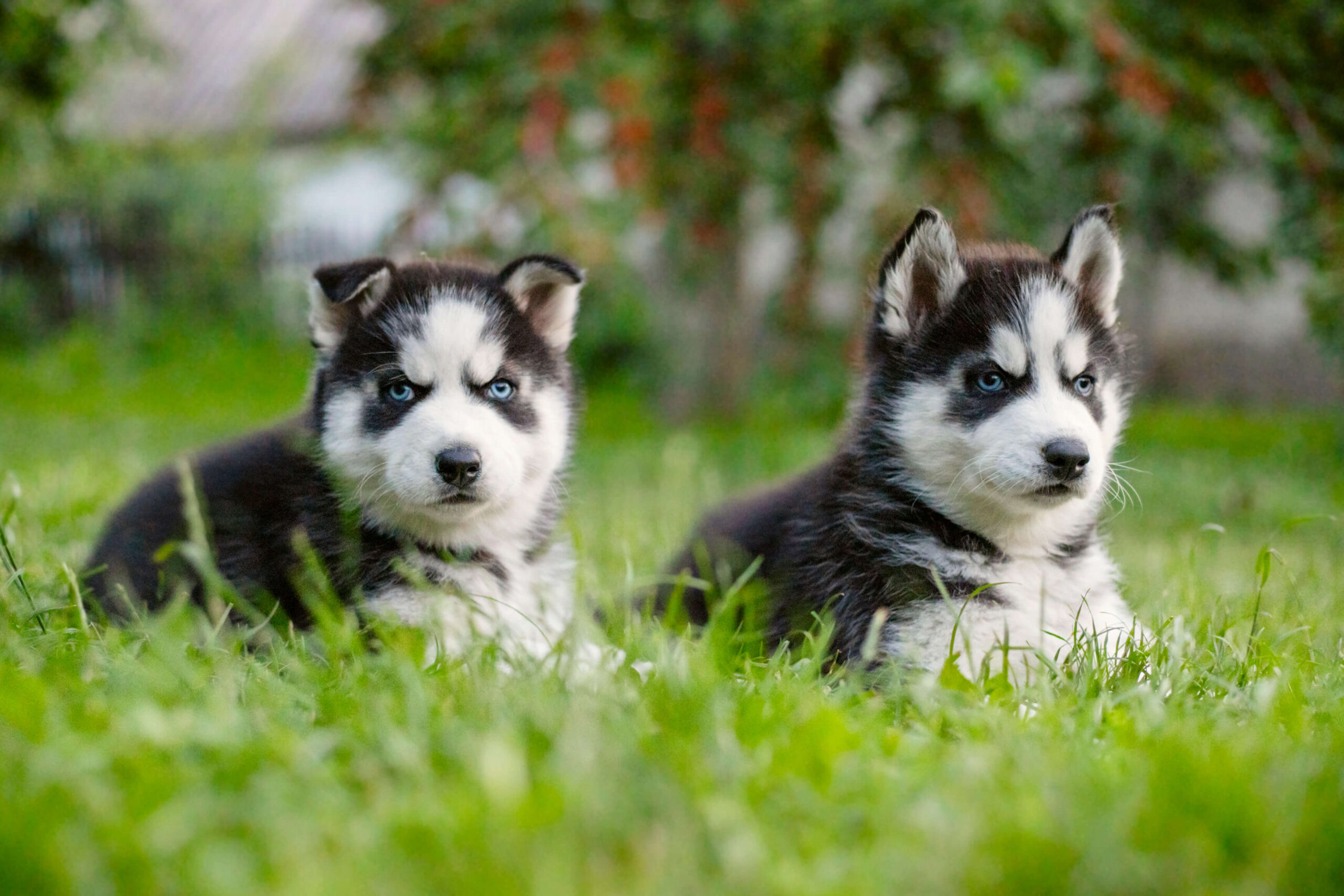 Healthy Husky Puppy Looking for a Home, Husky Puppies Ready for Adoption, Find Your Perfect Husky Puppy, Fluffy Husky Puppy Available Now