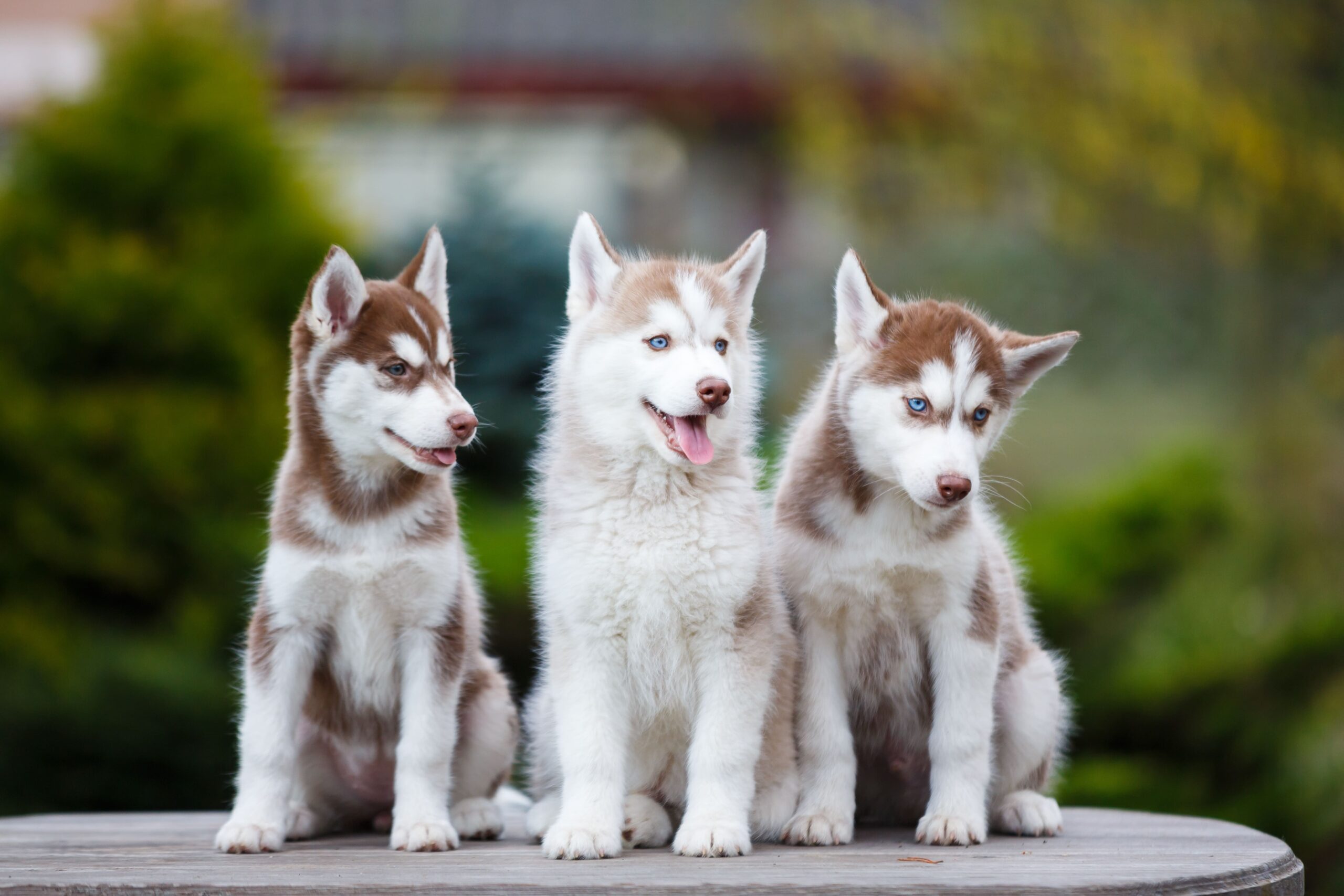 Loving Husky Puppy Seeking Forever Home, Purebred Siberian Husky Puppy for Sale, Cute Husky Puppy Ready to Meet You, Husky Puppy Breeder Near You, Champion Bloodline Husky Puppy Available, Husky Puppy Adoption Near Me