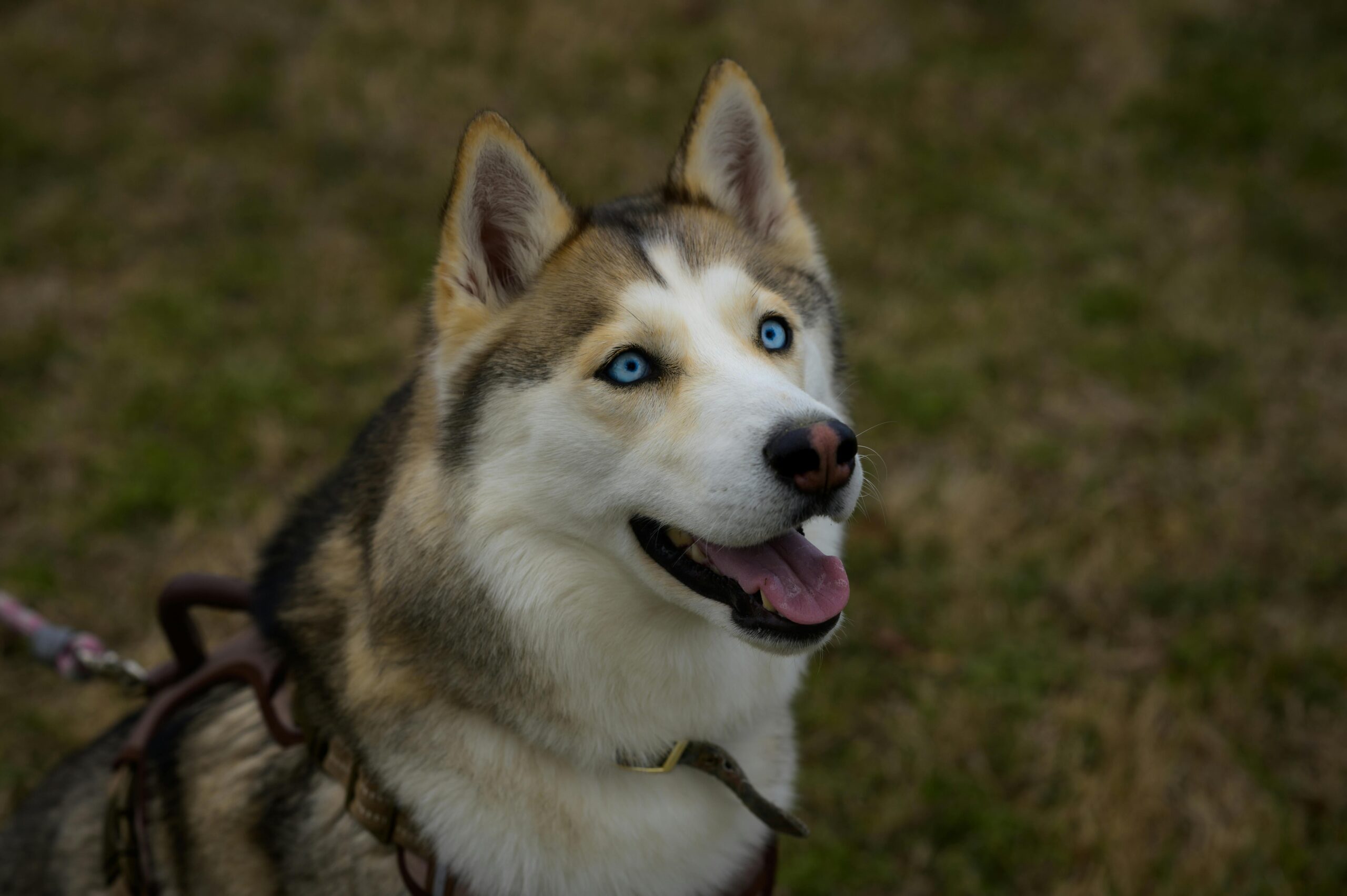 Adorable Husky Puppy Looking for a Loving Home, Playful Siberian Husky Puppy for Adoption, Fluffy Husky Puppy Ready for a New Family