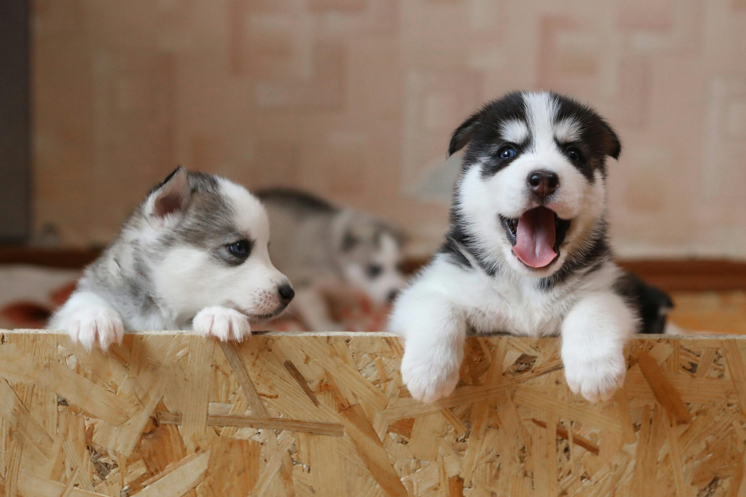 Husky Puppies Available Near You, Healthy Vet-Checked Husky Puppy for Sale, Find Your Perfect Husky Companion Today