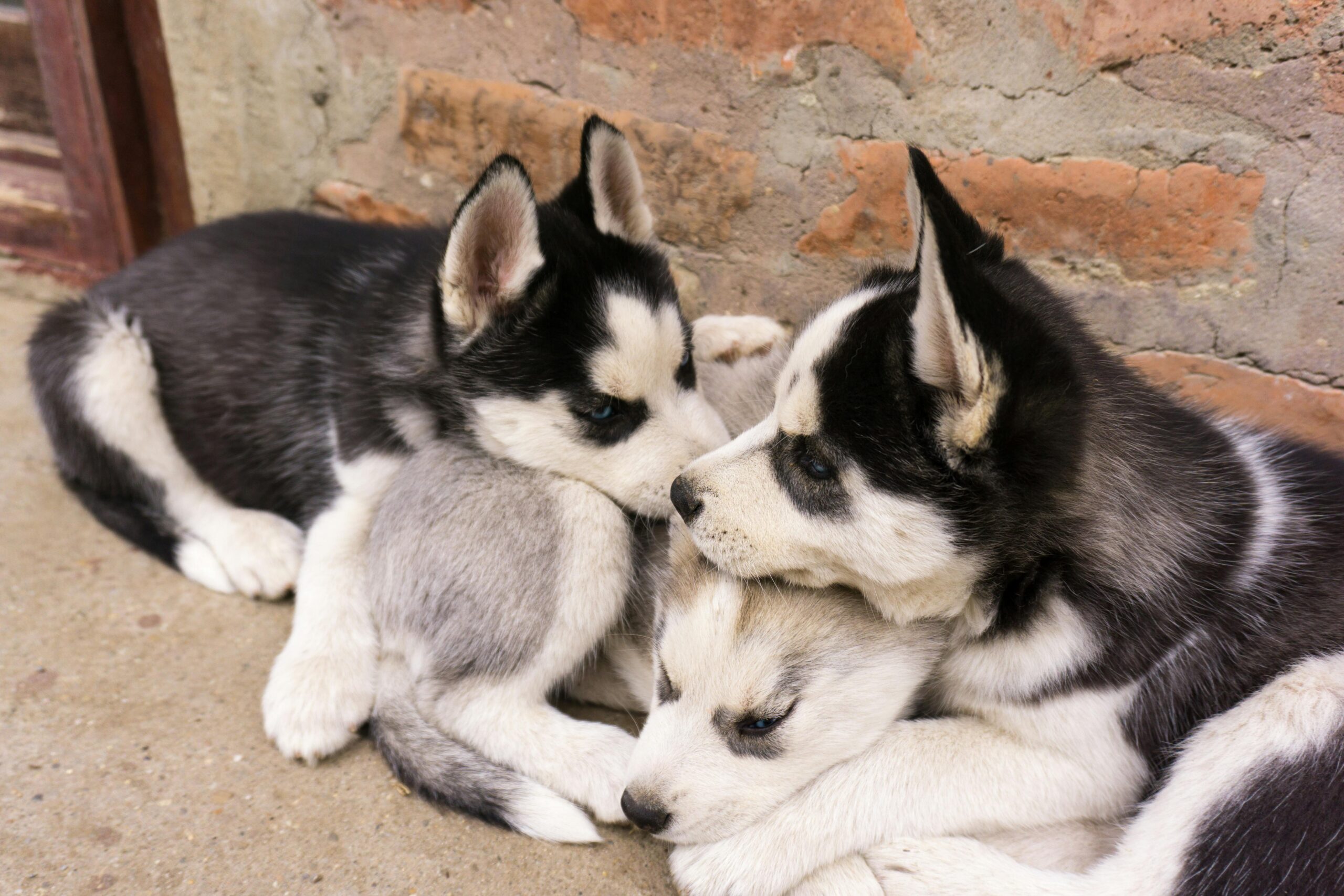 Loving Husky Puppy Seeking Forever Home, Purebred Siberian Husky Puppy for Sale, Cute Husky Puppy Ready to Meet You, Husky Puppy Breeder Near You, Champion Bloodline Husky Puppy Available, Husky Puppy Adoption Near Me