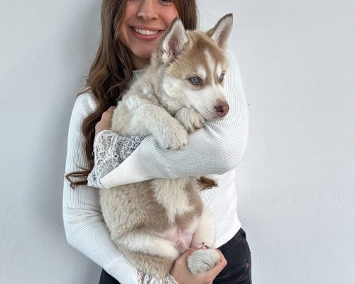 Purebred Siberian Husky Puppy for Sale