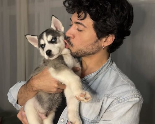 Loving Husky Puppy Seeking Forever Home